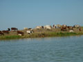 cattle