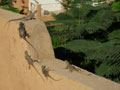 lizard