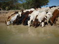 cows