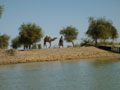 camel