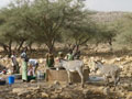 donkeys