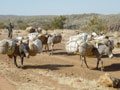 donkeys
