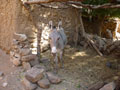 donkey