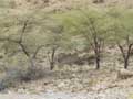 Animal in shade