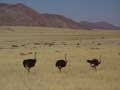 Ostriches