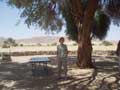 Trice in shade