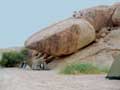 Big rock