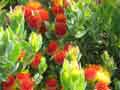 flowers 1