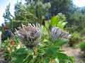 flowers 2