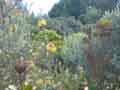 flowers 3