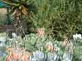flowers 4