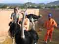 Patrice rides ostrich
