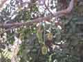 Bauobo fruit