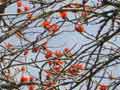 Tree flowers