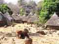 Cow in village