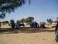 Cattle3