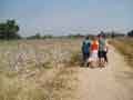 Crowd in cotton field