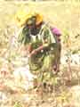 Cotton picking 1