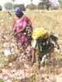Cotton picking 2