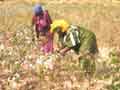 Cotton pickers 1