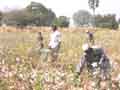 Cotton pickers 2