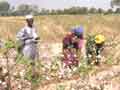Cotton pickers 4