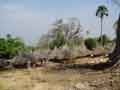 Village from afar