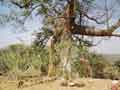 Sacred tree