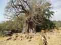 Other sacred tree