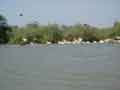 Plus cormorants