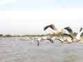 Pelicans pass out boat