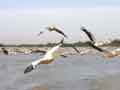 A few Pelicans say hello