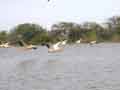 More Pelicans coming