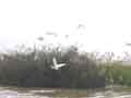 Storks congregate