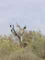 Cormorants on tree