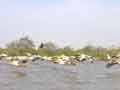 Pelicans in flight