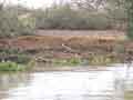 Crocodiles