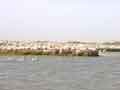 Pelican crowd