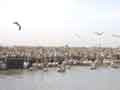 Pelican colony