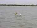 Lonely pelican