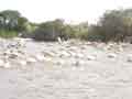 Busy pelicans