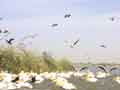 Pelican holding pattern