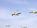 Pelicans glide