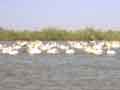 Pelicans wait for friends