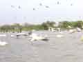 Busy Pelican port