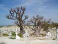 Baobab and graves