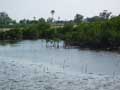 Mangroves