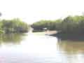 Mangrove