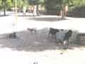 St. Louis goats