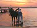 Sine horse 2